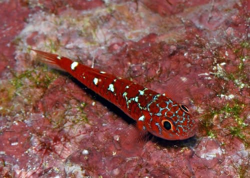 Caesiura Pygmygoby