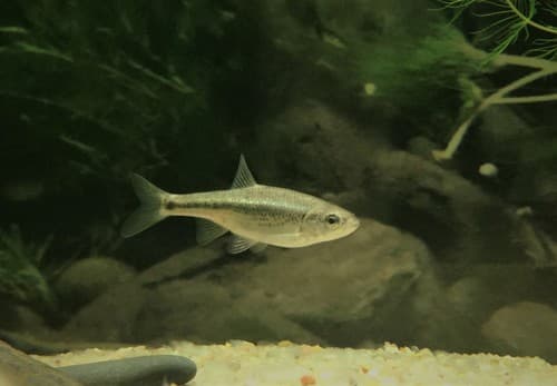 Creek Chub