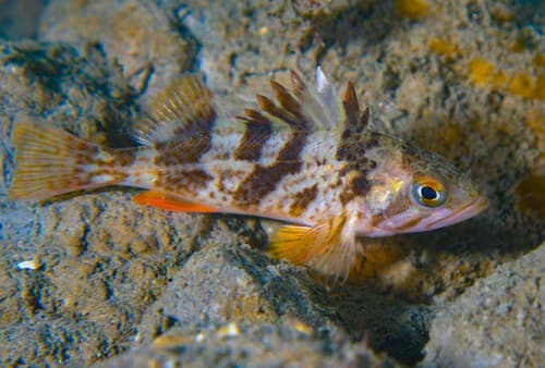 Calico Rockfish