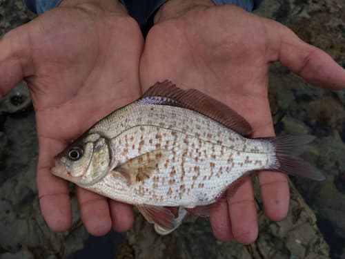 Calico Surfperch