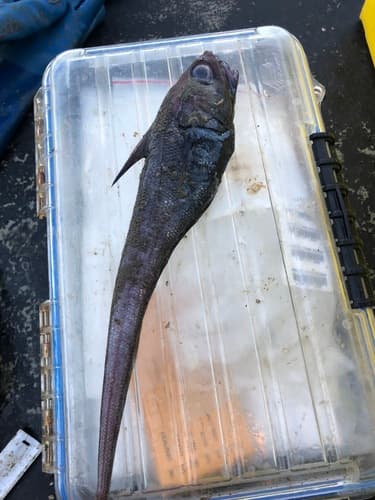 California Grenadier