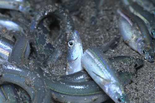 California Grunion