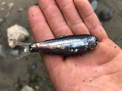 California Headlightfish
