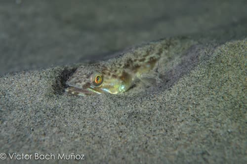 California Lizardfish