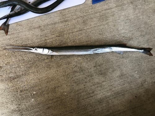 California Needlefish