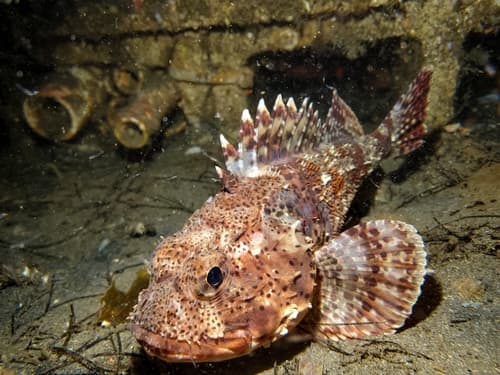 California Scorpionfish