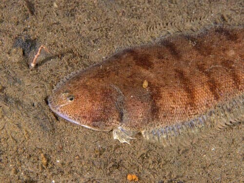 California Tonguefish