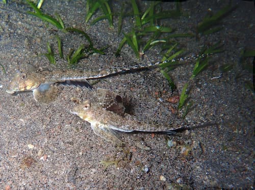 Callionymus neptunius