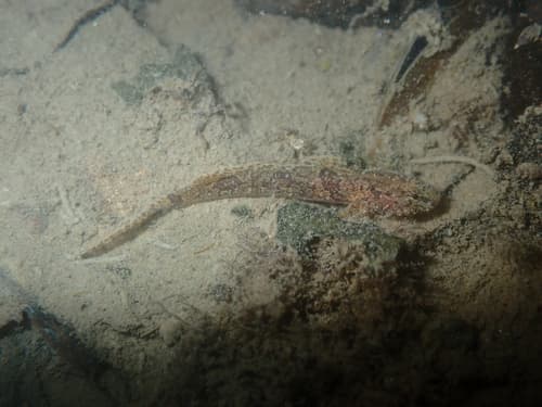 Tanegasima Goby