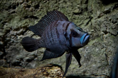Calvus Cichlid
