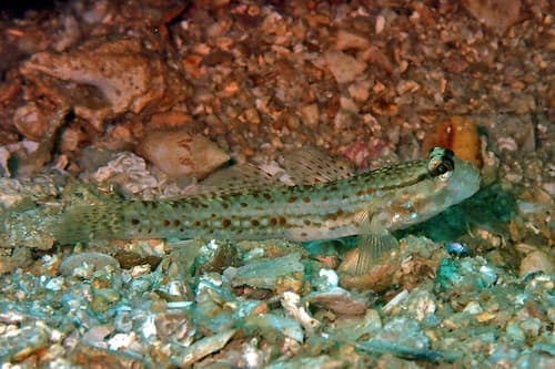 Campbell's Sandgoby