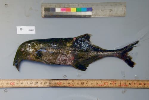 Campylomormyrus alces