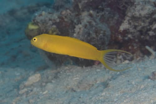 Canary Fangblenny