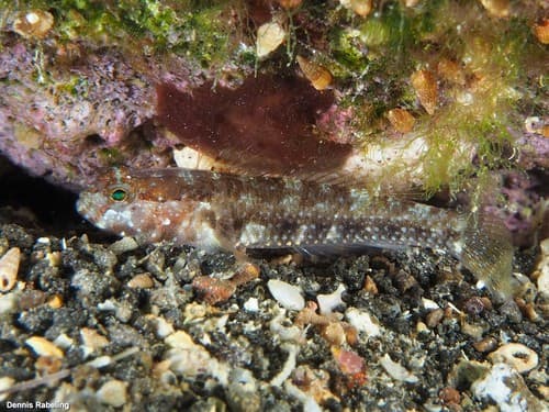 Canary Goby