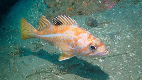 Canary Rockfish