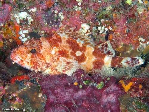 Canary Scorpionfish
