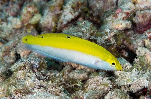 Canarytop Wrasse