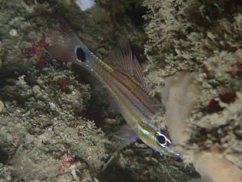 Candystripe Cardinalfish