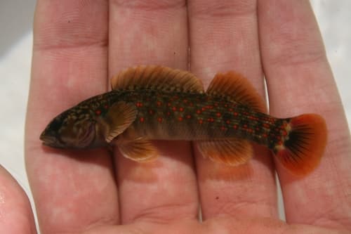 Caney Fork Darter
