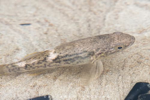Cantor's Gudgeon