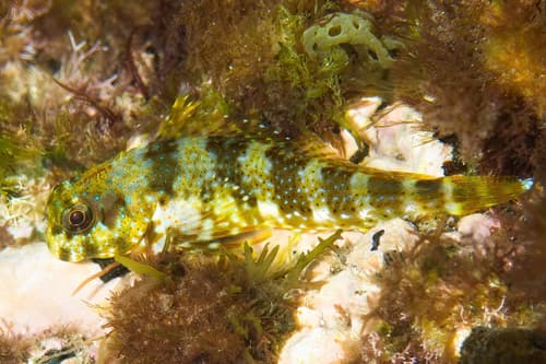 Cape Verde Blenny