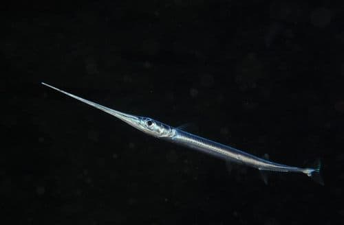 Cape Verde Needlefish