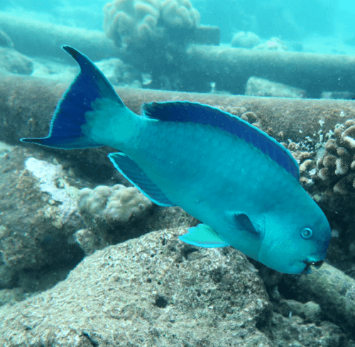 Captain Parrotfish