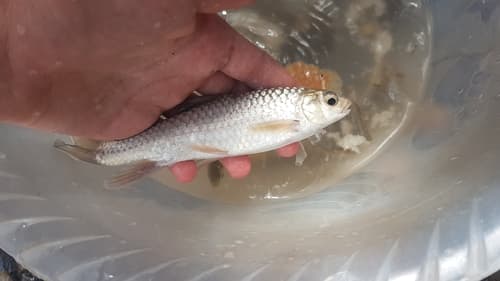 Carasobarbus moulouyensis