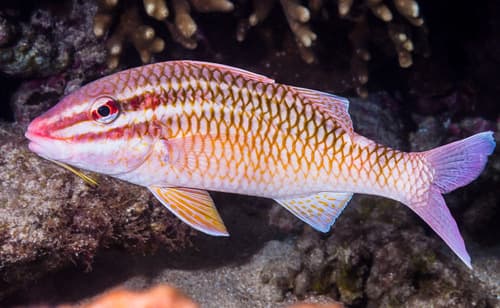 Cardinal Goatfish