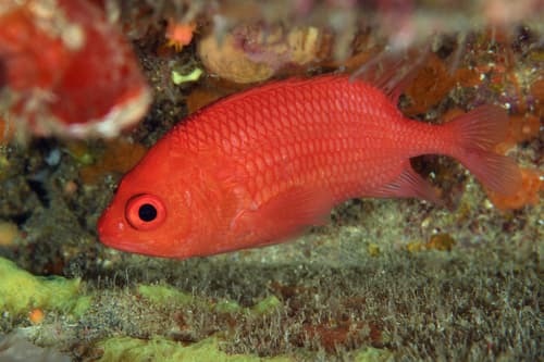 Cardinal Soldierfish