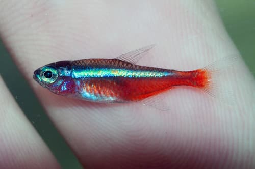 Cardinal Tetra