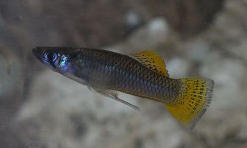 Caribbean Gambusia