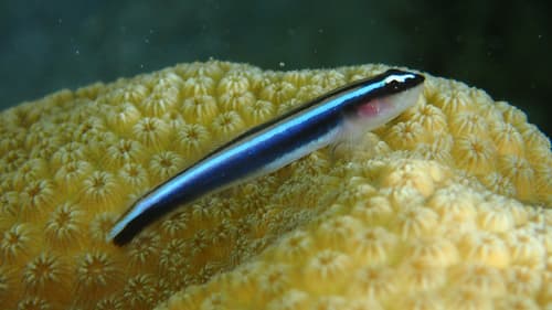 Caribbean Neon Goby