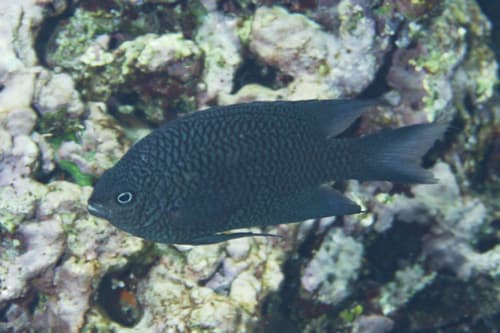 Carlson's Damselfish