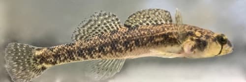 Carolina Darter