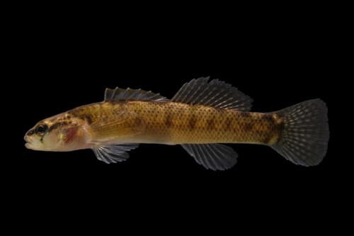 Carolina Fantail Darter
