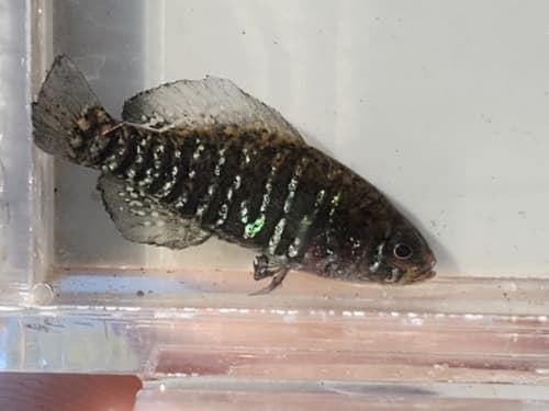 Carolina Pygmy Sunfish