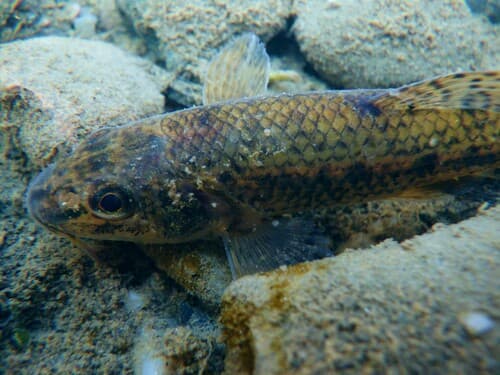 Carpathian Gudgeon