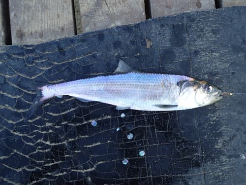 Caspian Anadromous Shad
