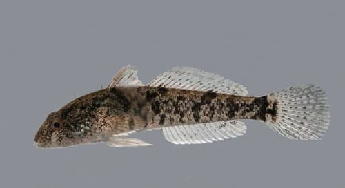 Caspian Tubenose Goby