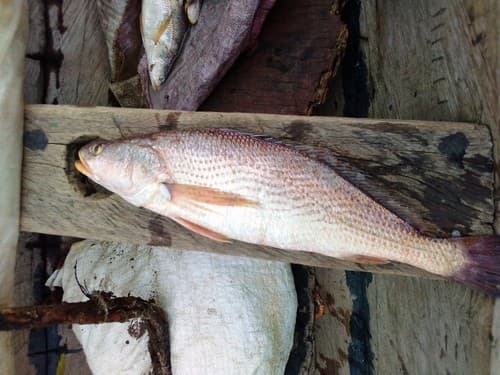 Cassava Croaker