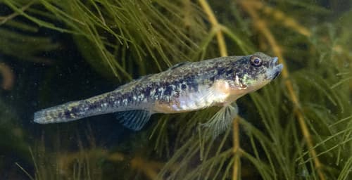 Caucasian Dwarf Goby