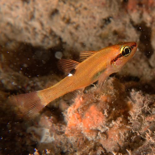 Cave Cardinalfish