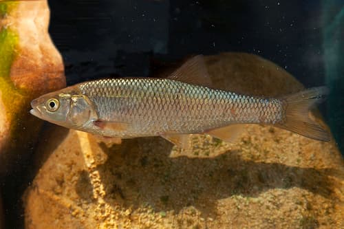 Cavedano Chub