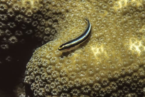 Cayman Cleaner Goby