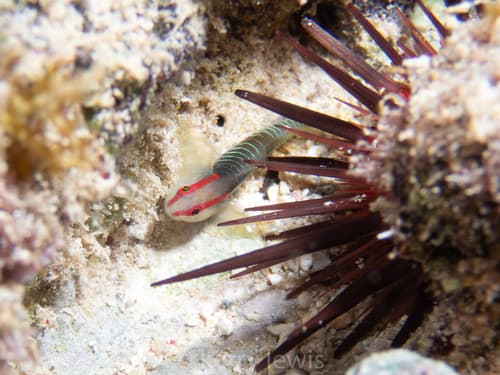 Cayman Greenbanded Goby
