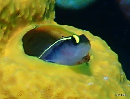 Cayman Sponge Goby