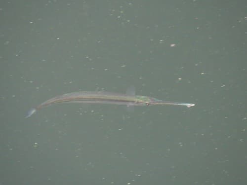 Central American Halfbeak
