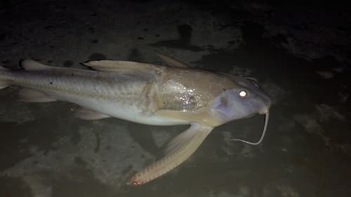 Centrodoras Catfish
