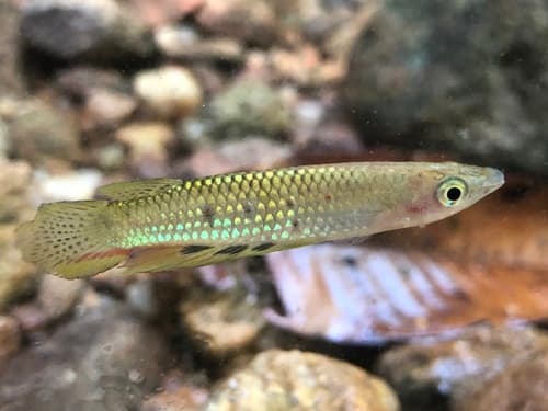 Ceylon Killifish